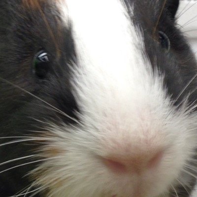 BOOTTYCAKE's profile picture. chikin and fish hat