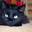 larry coon - @larrycoon0 - Twitter