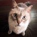 猫とワイン (@livedoorenter) Twitter profile photo 猫とワイン (@livedoorenter) Twitter profile photo