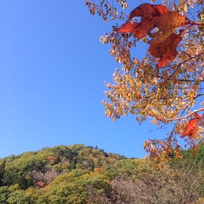 Kurowasisan くろわしさん Kurowasisan Twitter