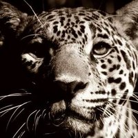 Draco fafnir (@dracofafnir) 's Twitter Profile