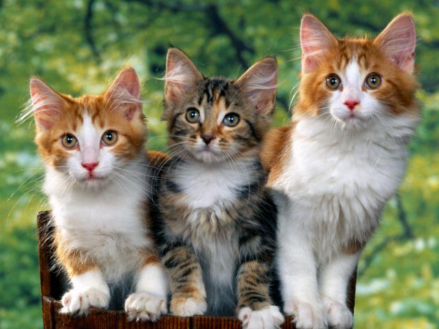 Miaw~ pecinta kucing mari berkumpul dan sharing~
