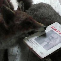 Sharon Kivland (@sharonkivland) 's Twitter Profile