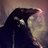 CrowSamurai's profile image