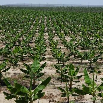 Sun Exports India, located in Tamil Nadu, which has a long standing reputation for trading a comprehensive range of products from coconuts to vegetables.