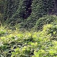 Kudzu Vine Politics (@kudzuvine) 's Twitter Profile Photo Kudzu Vine Politics (@kudzuvine) 's Twitter Profile Photo