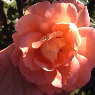 newappletoy1's profile picture. 