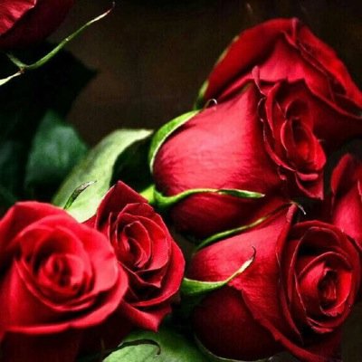 lion_gulf's profile picture. سبحان الله وبحمده