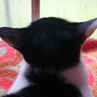 もぐす (@mo9su) 's Twitter Profile