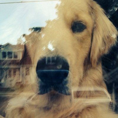 love history and dogs