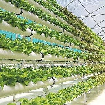 Instagram : hydroponics_saudi

00966549964069
@hydroponics_12