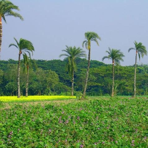 dilip_thomas's profile picture. 