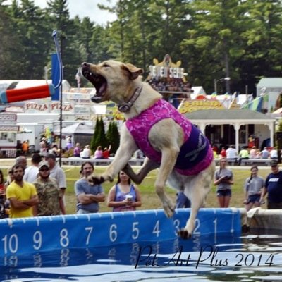 I am a crazy yellow Labrador who loves leaping off of docks! Follow me to learn all about my adventures!