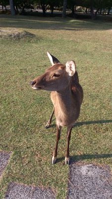 akko1027's profile picture. ピアノ、二胡、rock、映画、本のこと。奈良旅が好き。