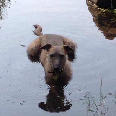 Midnighttrainto's profile picture. Given up counting years, mother of 2, equestrienne, country lover, cheat cook, idle gardener, self-employed. @midnighttrainto@mastodon.ie