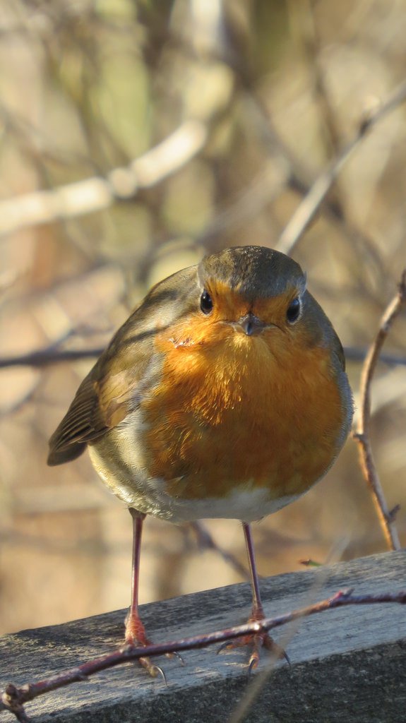 Turner78Turner's profile picture. love all things wildlife and nature