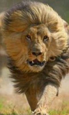 castrodlosantos's profile picture. 