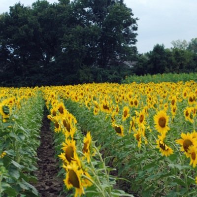 HarvilleKenny's profile picture. 