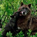 Megan Cornish - @KanikaArno - Twitter