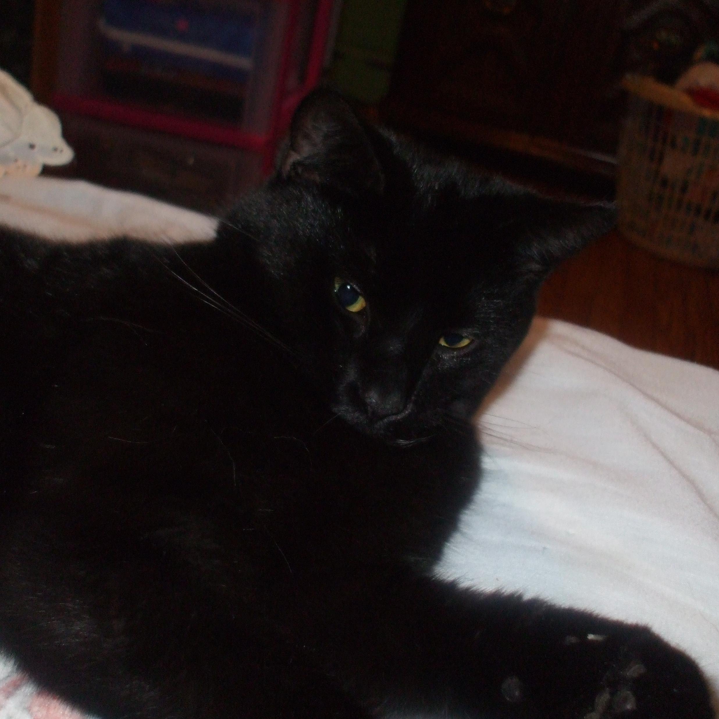 I am a big fan of anime! I love cats. Play videogames, go to the Rena faire