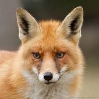 The Fox Follows Back(@Foxy_FollowBack) 's Twitter Profile Photo