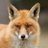 Foxy_FollowBack's profile image