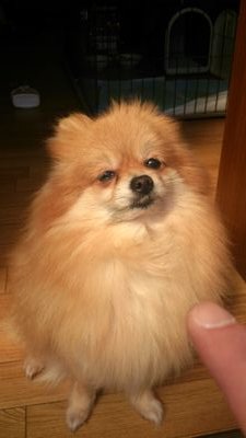 ユニバァァァァァス!!