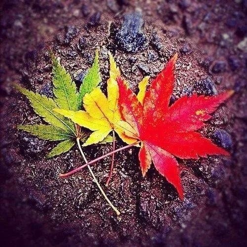 nasdamian's profile picture. 