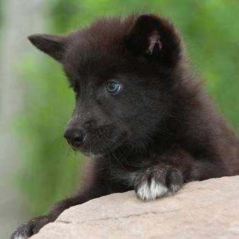 Hi I'm Luna a small wolf pup who loves meeting other wolves, very mischevious looking for parents