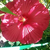 Sara (@tanny730) 's Twitter Profile