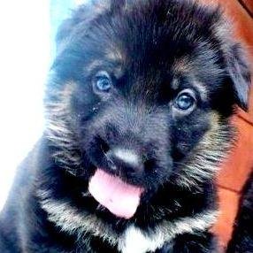 TPuzanova Profile Picture