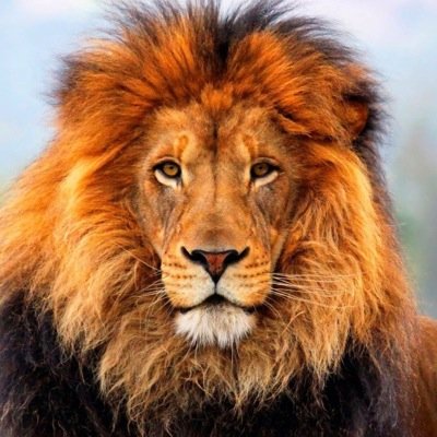 Blazinkittys's profile picture. .