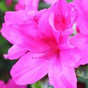 Leonora Carla Daniel - @leodaniele2014 - Twitter