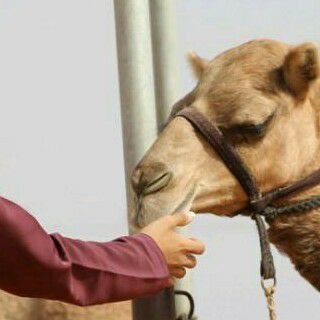 ‏‏خل اللقا فـ العين والشوق فيهآ 
مآ غير دآر الزين للعشآق ديره �