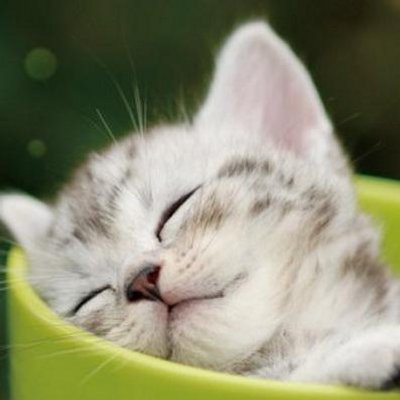 マジかわ猫ちゃん ダイソン 猫が通り抜けることができる唯一の扇風機www Http T Co H10hkwpfof