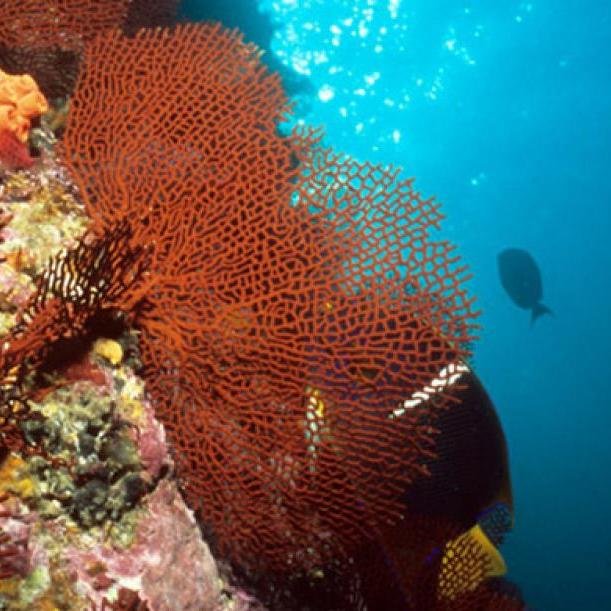 Region_Insular's profile picture. 