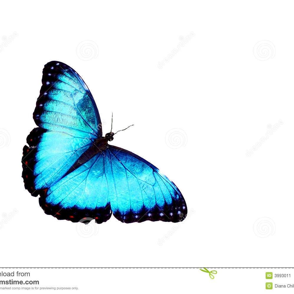 WestmorlandHill's profile picture. All views expressed are my own