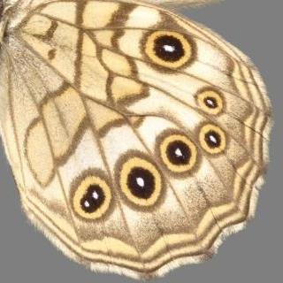 昆蟲、言語、地理。Mi ĉiam krokodilas.