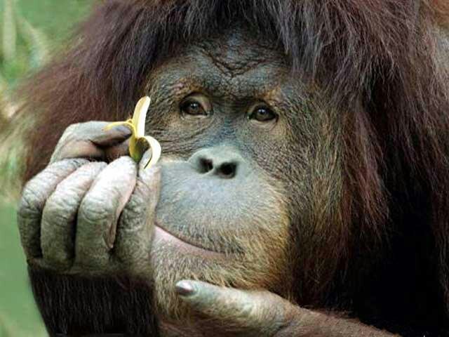 We write short poems about animals. DM us a poem.