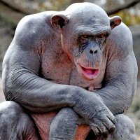 fitz (@ultrafitz) 's Twitter Profile