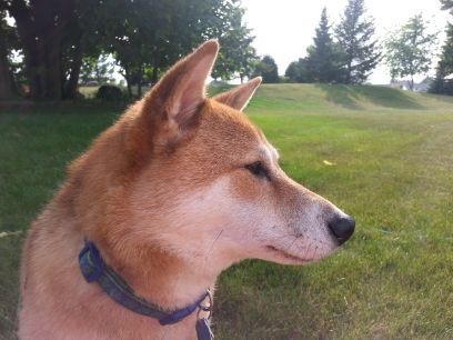 Taro_Runs's profile picture. run run run snowshoe