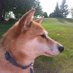 Taro Runs (@taro_runs) Twitter profile photo