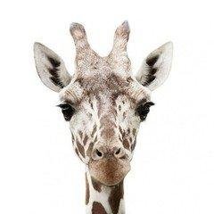 alexjiang15's profile picture. 