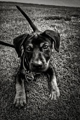 I'm a corgi and chiweenie mix and I have the hyperness of a five year old on sugar.