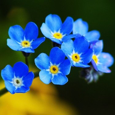 Shit special flower people say.