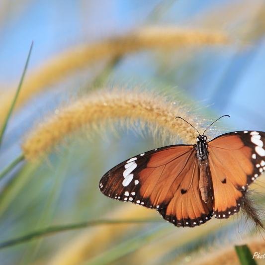 qionghsieh's profile picture. jasa pembuatan website profesional