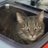 alicejester's profile image