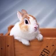 yuruhuwa_rabbit's profile picture. ゆるふわっとしていて癒し系のうさぎちゃん。ここでは、癒されるようなうさぎちゃん画像をお届けします 。・:*:・゜’