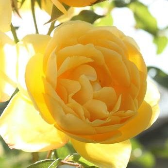 AnisaBBG's profile picture. 