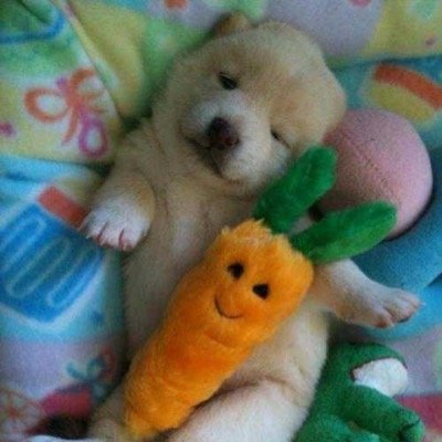 thetimidmango's profile picture. 